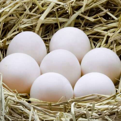 Duck eggs