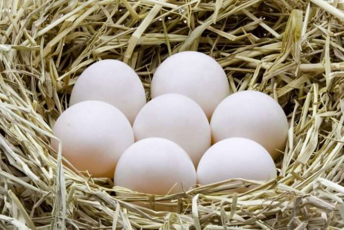 Duck eggs