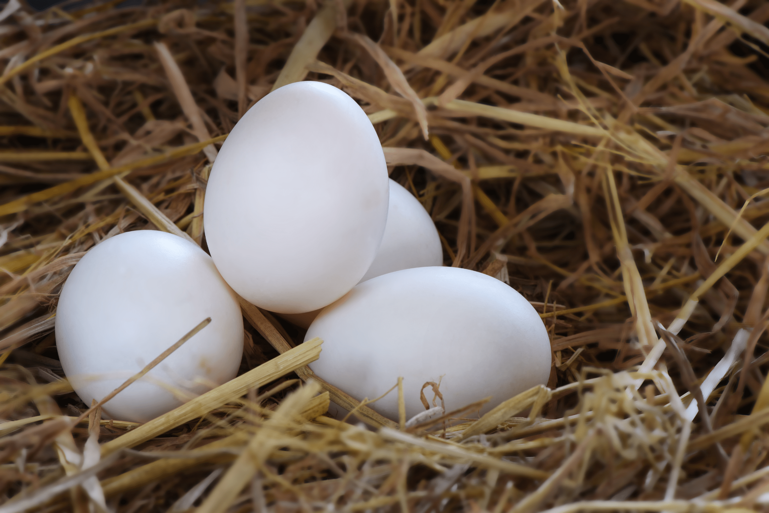 https://www.klongphaifarm.com/product/free-range-duck-eggs/