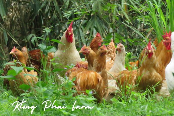 Klong Phai Farm