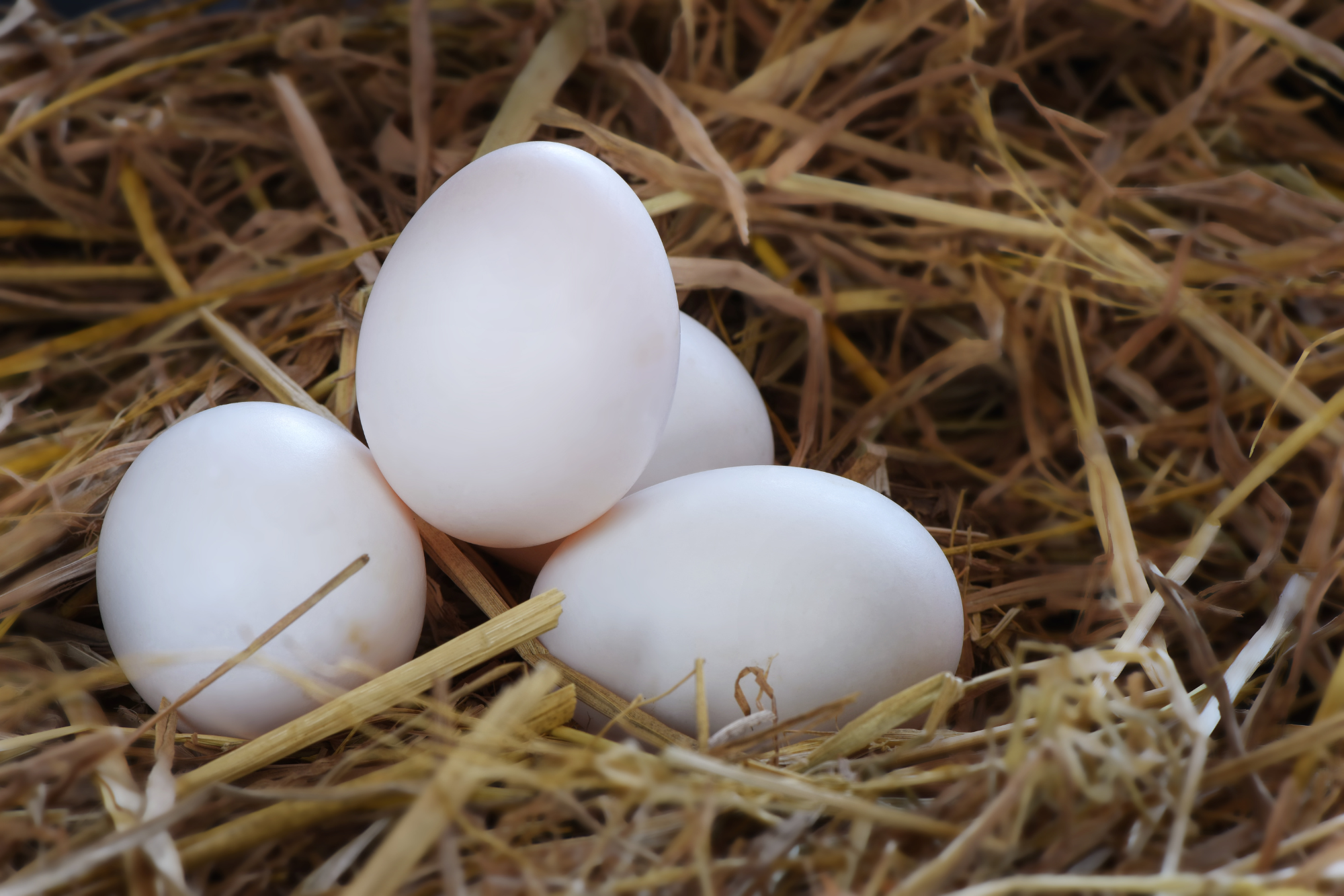 https://www.klongphaifarm.com/product/free-range-duck-eggs/